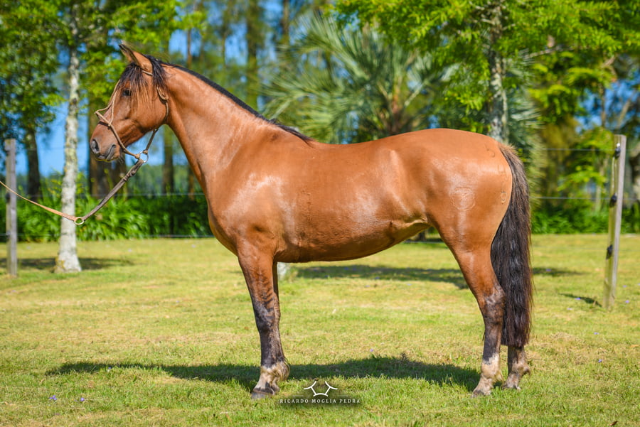 Lote El Gavilan Justina (RP 346) Cabaña "El Gavilan"