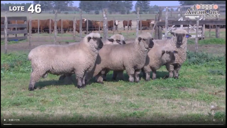 Lote 5 Carneros Hampshire Down - Santa Anita, Entre Rios