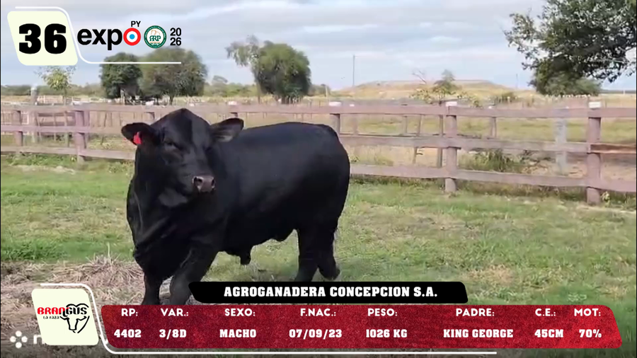 Lote LOTE 36