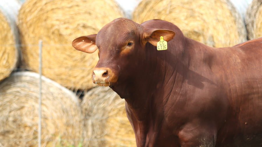 Lote LOTE 16