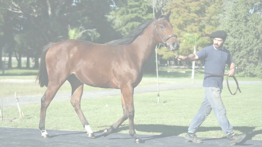 Lote ROMANA COSMICA (COSMIC TRIGGER -  SPLENDA)