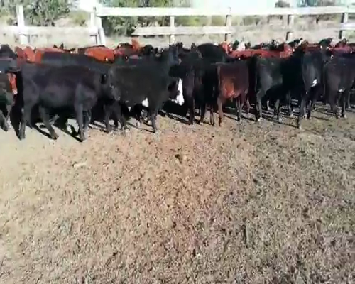 Lote 75 Terneros/as en Villaguay, Entre Ríos