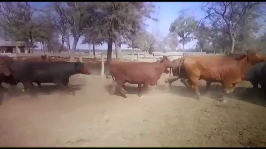 Lote 38 Vacas nuevas C/ gtia de preñez en J.J. Castelli, Chaco