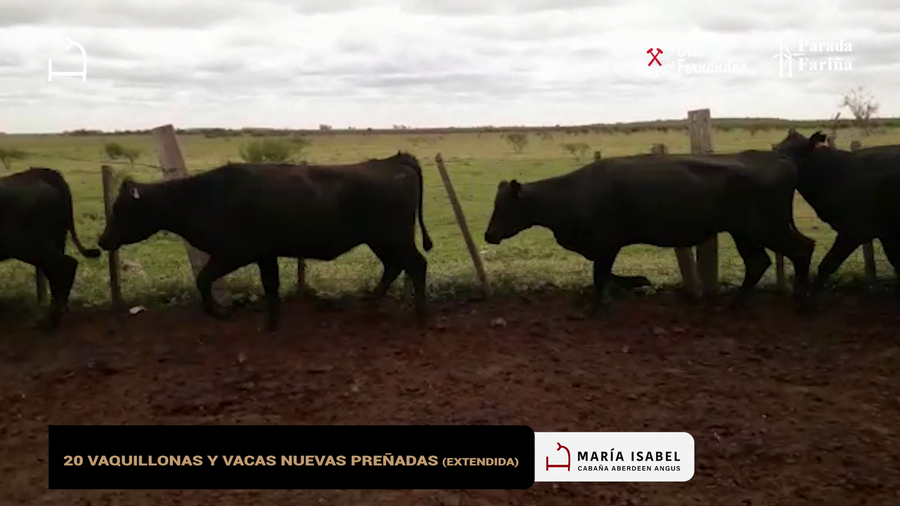 Lote 20 Vaquillonas y vacas nuevas preñadas