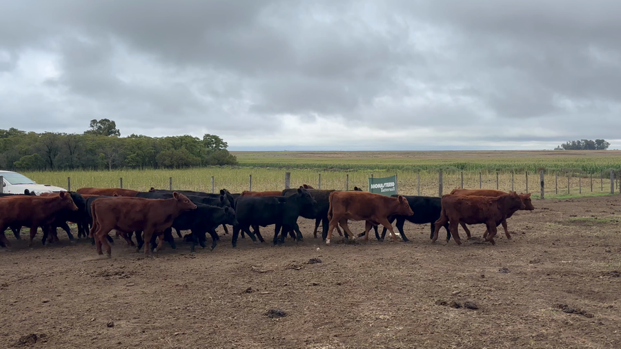 Lote 50 Terneras en Rivera