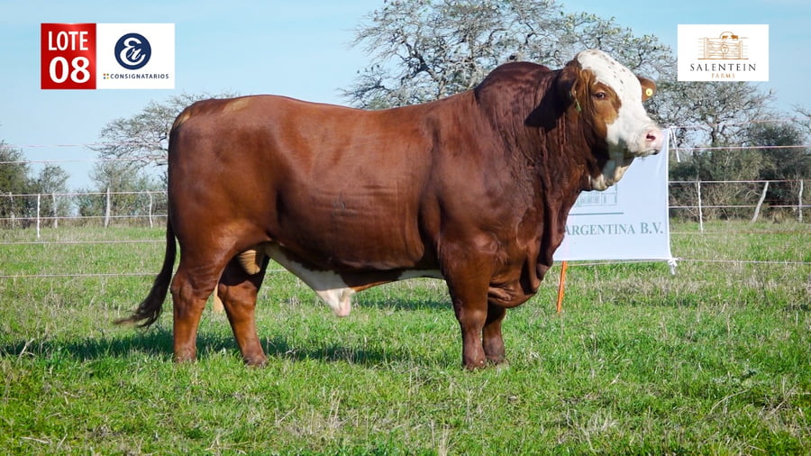 Lote LOTE 8 - TORO BRAFORD NO. 16