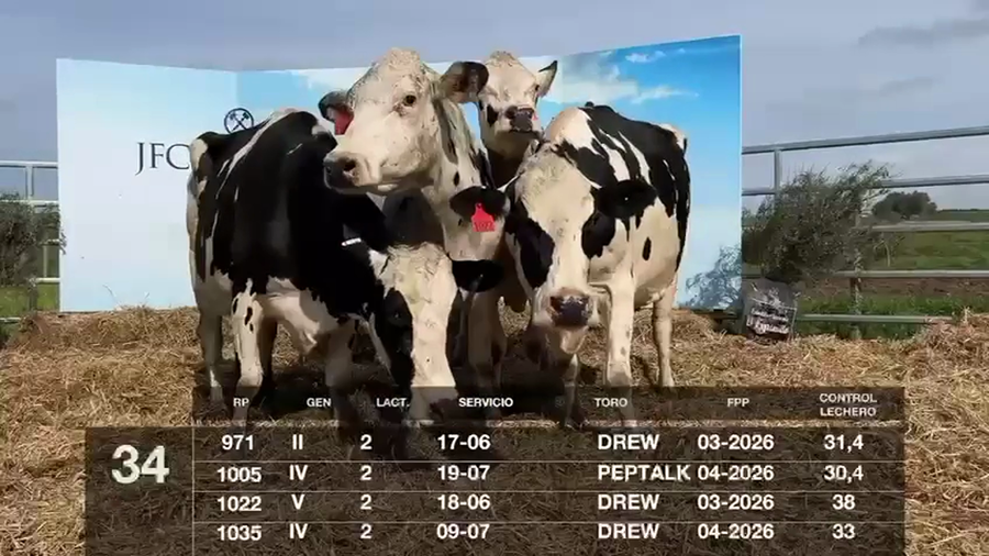 Lote VACAS EN PRODUCCIÓN PREÑADAS