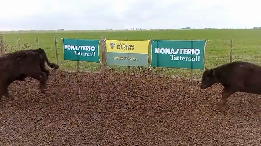 Lote 40 Terneros de El Hinojo de Bru