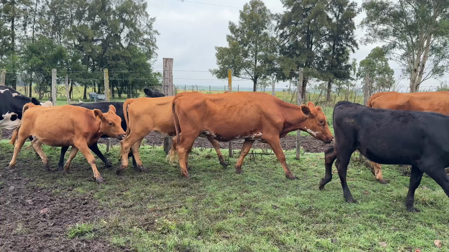 Lote NOVILLOS Y VAQUILLONAS 1a2 AÑOS