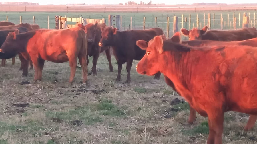 Lote 12 Vaquillonas preñadas