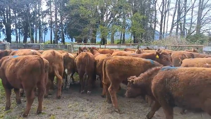 Lote 50 Novillo Engorda en Futrono, XIV Región Los Ríos