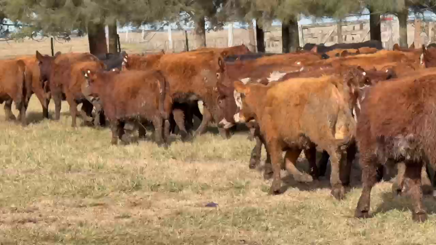 Lote 180 Terneras