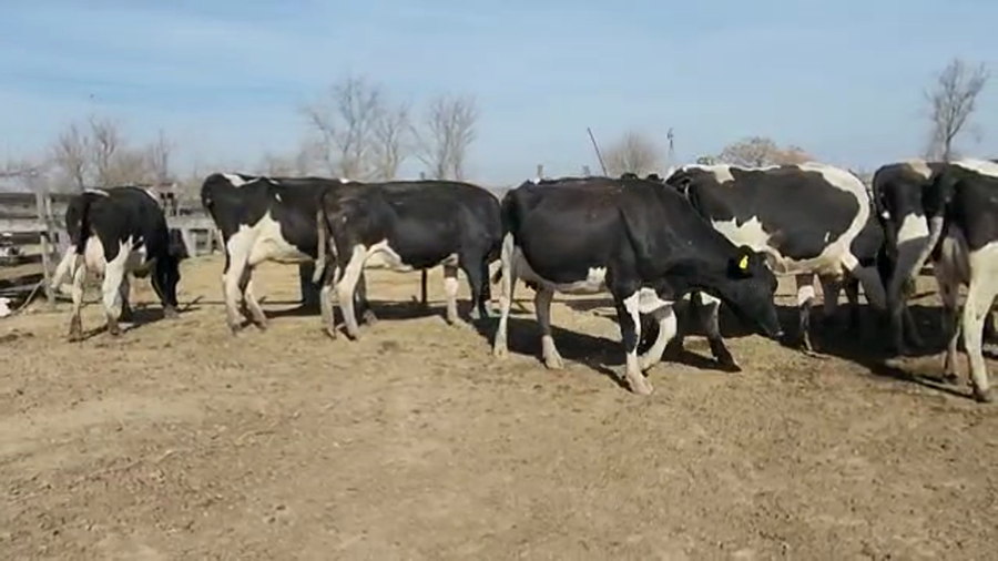 Lote Est. Don Osvaldo - Produccion