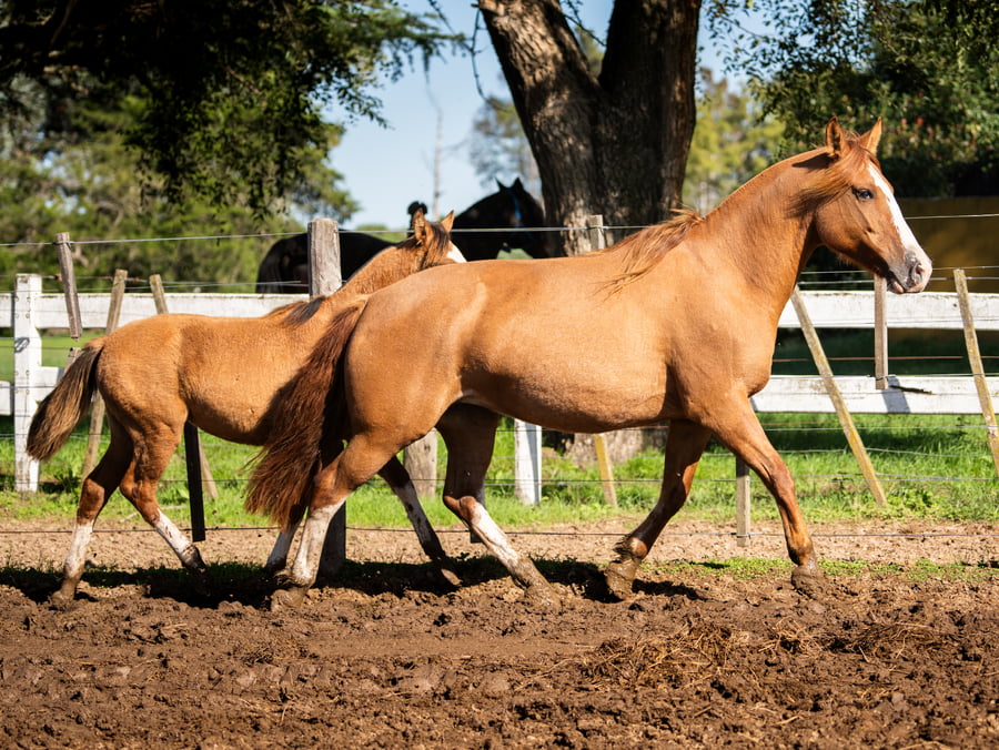 Lote TRES AR PICHANGUERA