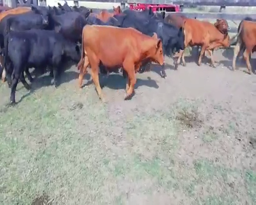 Lote 44 Terneros en Villaguay, Entre Ríos