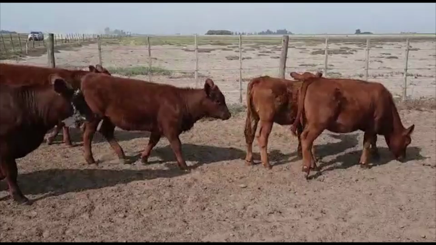 Lote 20 Terneras