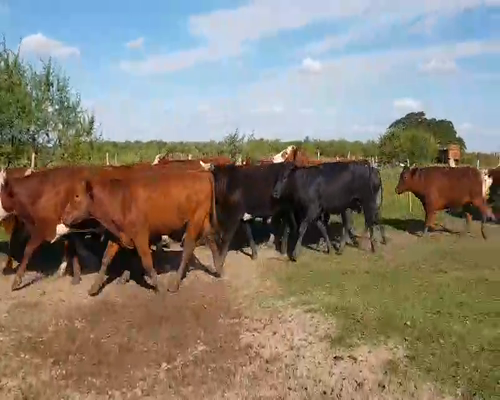 Lote 110 Novillos en Esquina, Corrientes