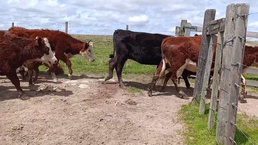 Lote 100 Piezas de cría