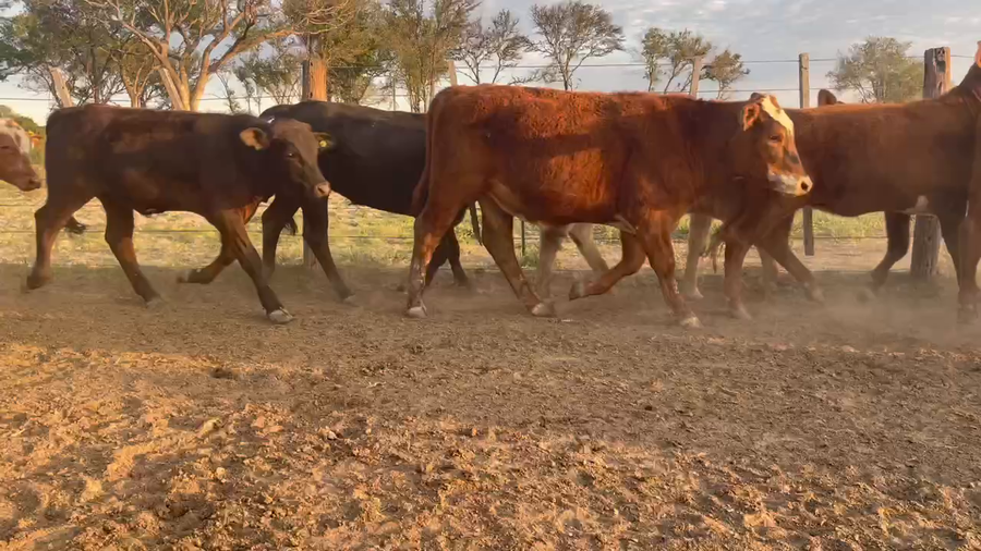 Lote 60 Terneros en San Cosme, Corrientes