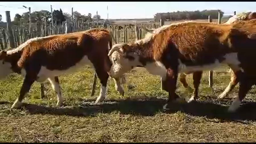 Lote 16 Vacas de Invernada en Tupambaé, Cerro Largo