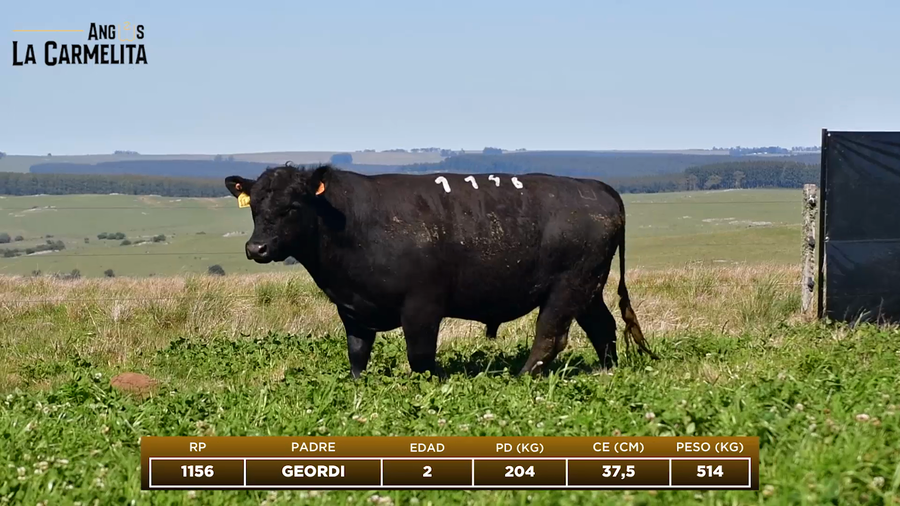 Lote RP 1146 - Angus La Carmelita