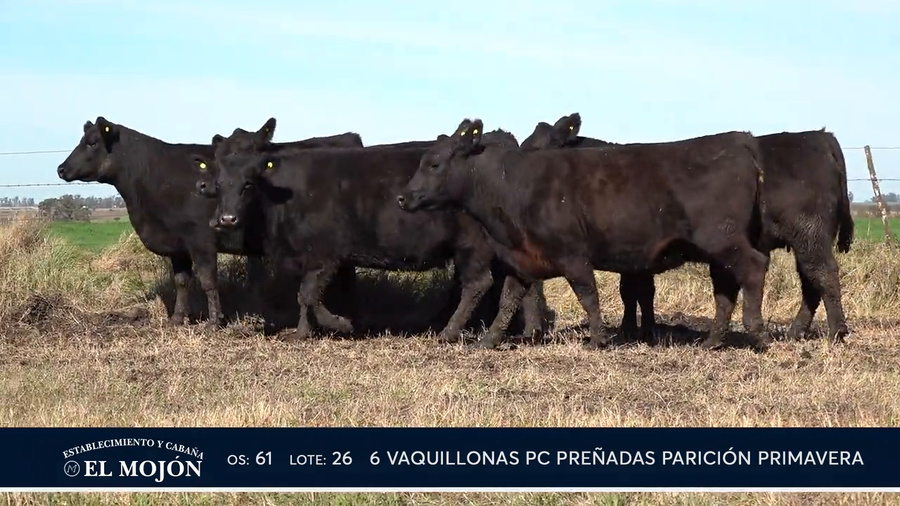 Lote NEGRAS PREÑADAS PARICIÓN PRIMAVERA