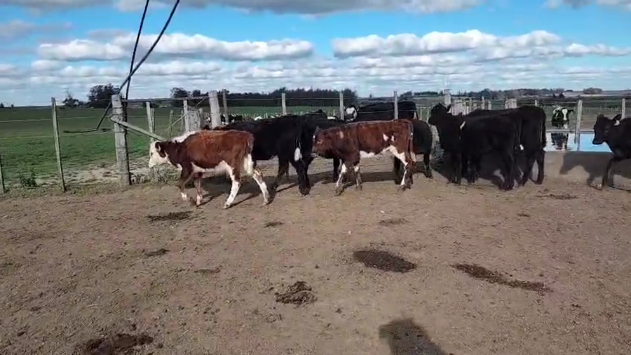 Lote 9 Terneras a remate en Pantalla Aniversario - Escritorio Camy, San José