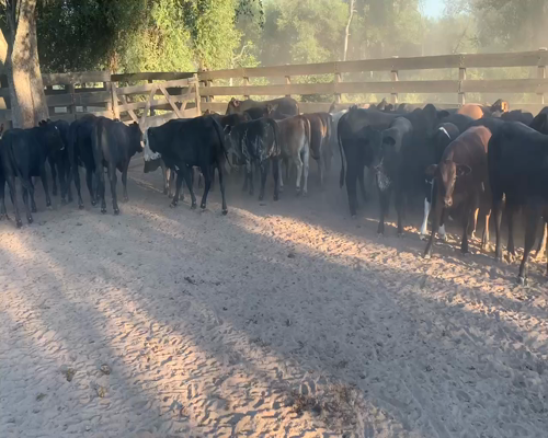 Lote 110 Terneros/as en Juan José Castelli, Chaco
