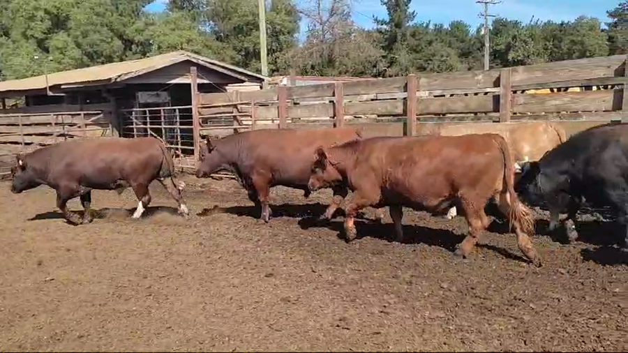 Lote 20 Novillo Gordo en Los Ángeles, VIII Región Biobío