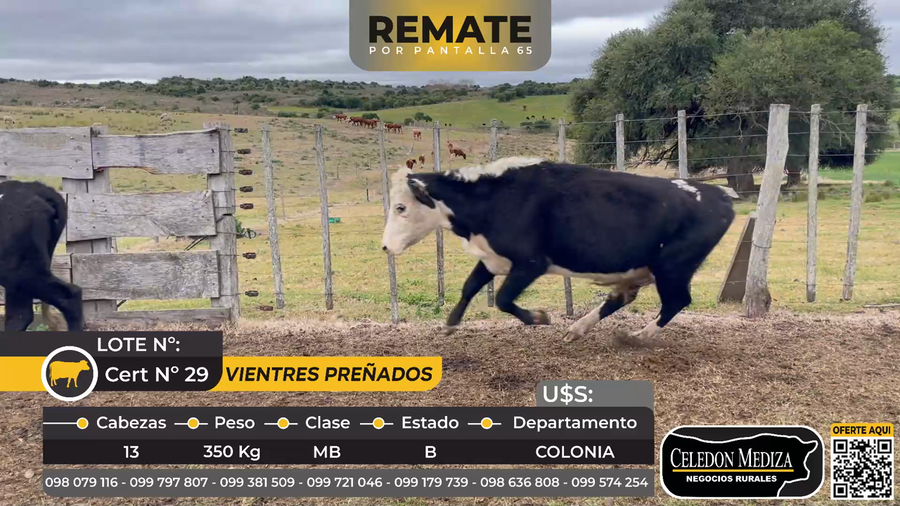 Lote 13 Vientres Preñados en Colonia