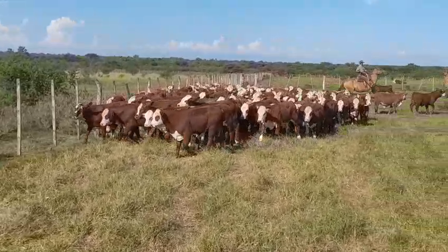 Lote 140 Terneros