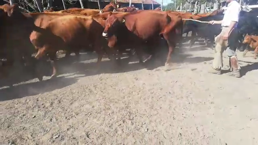 Lote 110 Vacas nuevas Preñadas en San José de Feliciano, Entre Ríos