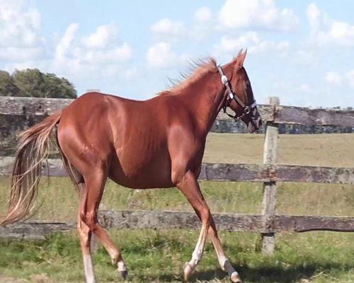 Lote LF ENTONADO FISH