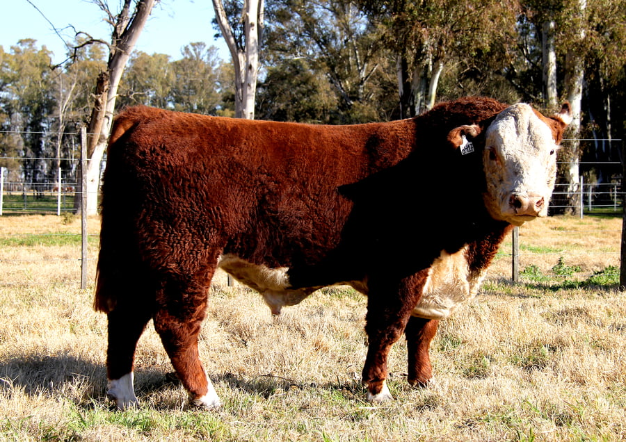 Lote TORO PURO DE PEDIGREE (Corral 20)