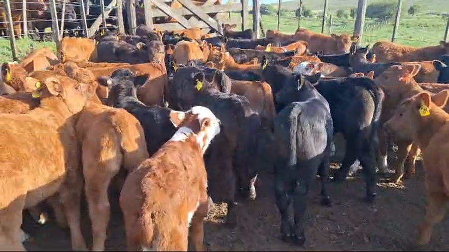 Lote 60 Terneros/as TERMINO