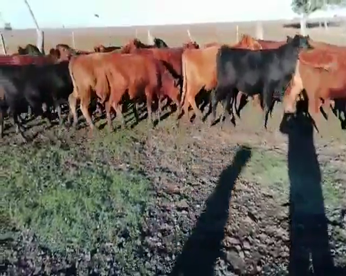 Lote 38 Novillitos en Villaguay, Entre Ríos