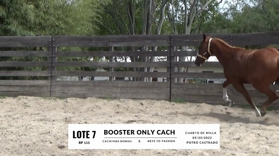 Lote BOOSTER ONLY CACH