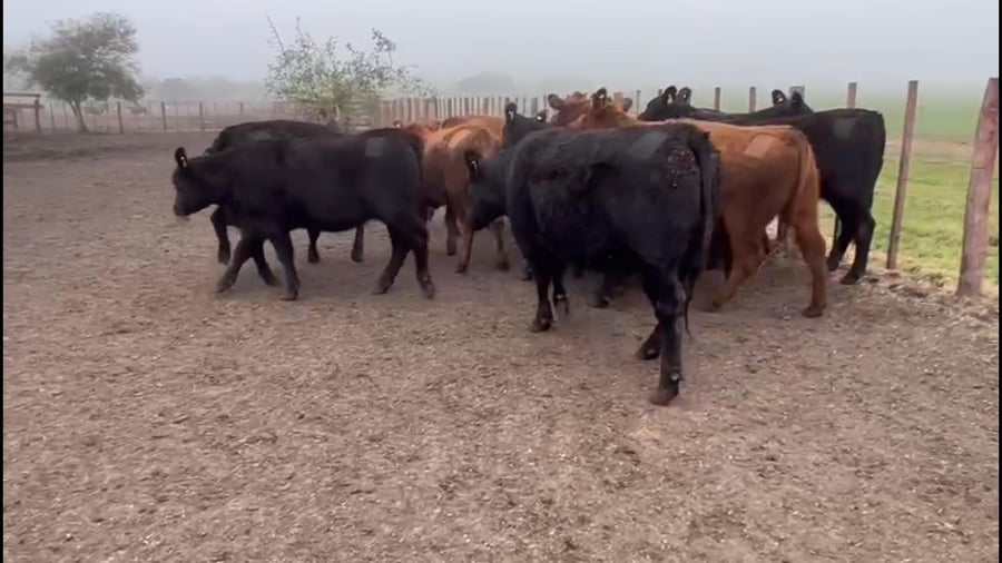 Lote EST. TRES MOLINOS: 4 vaquillas coloradas MAS preñadas