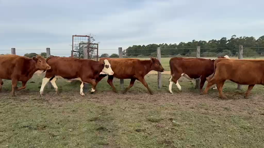 Lote 33 Vaquillonas