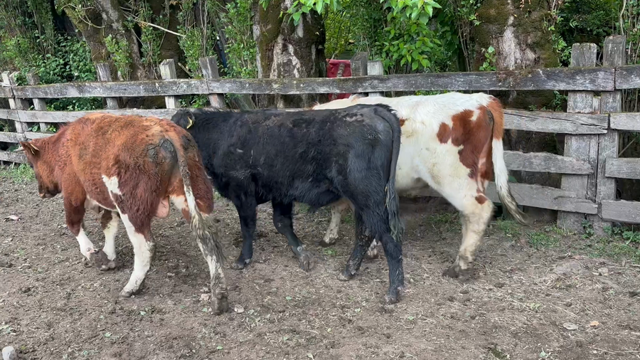 Lote 22 Ternero en Aysén, XI Región Aysén