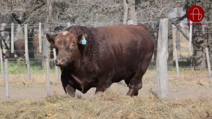 Lote ANGUS COLORADOS EL ALJIBE