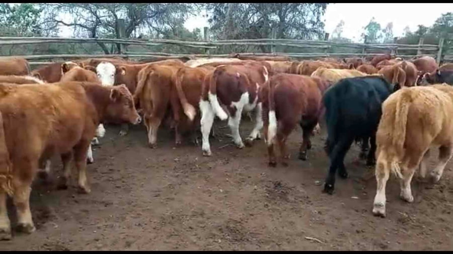 Lote 50 Ternero en Puchuncaví, V  Región Valparaíso