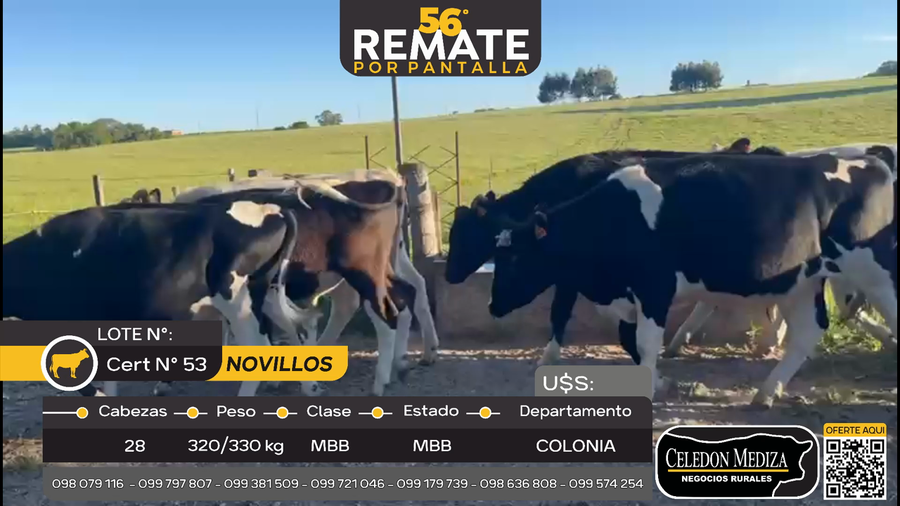 Lote 28 Novillos en Paso Antolín, Colonia