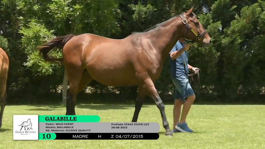 Lote GALLABILLE (Brz)