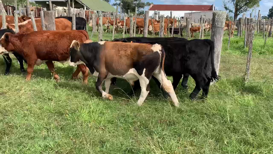 Lote 10 Novillos 1 a 2 años en Tupambaé, Cerro Largo