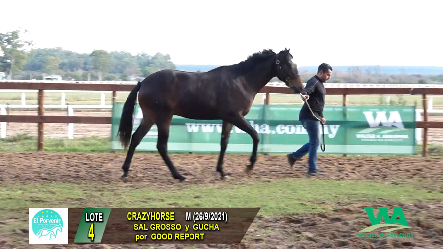 Lote CRAZYHORSE