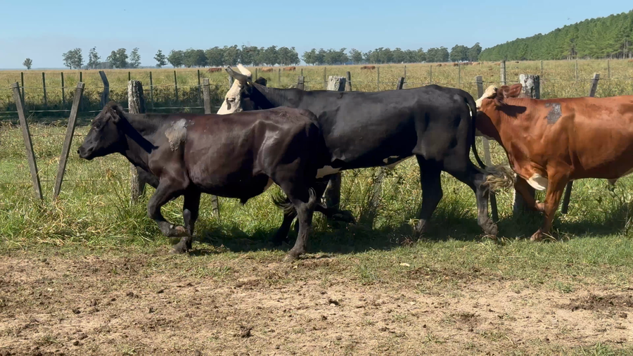 Lote 32 Novillos