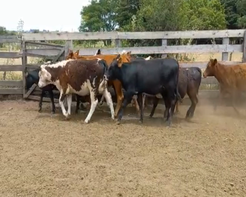 Lote (Vendido)15 Terneros HOLANDO a remate en 2da Pantalla ENTRE MARTILLOS en COLONIA ITALIA