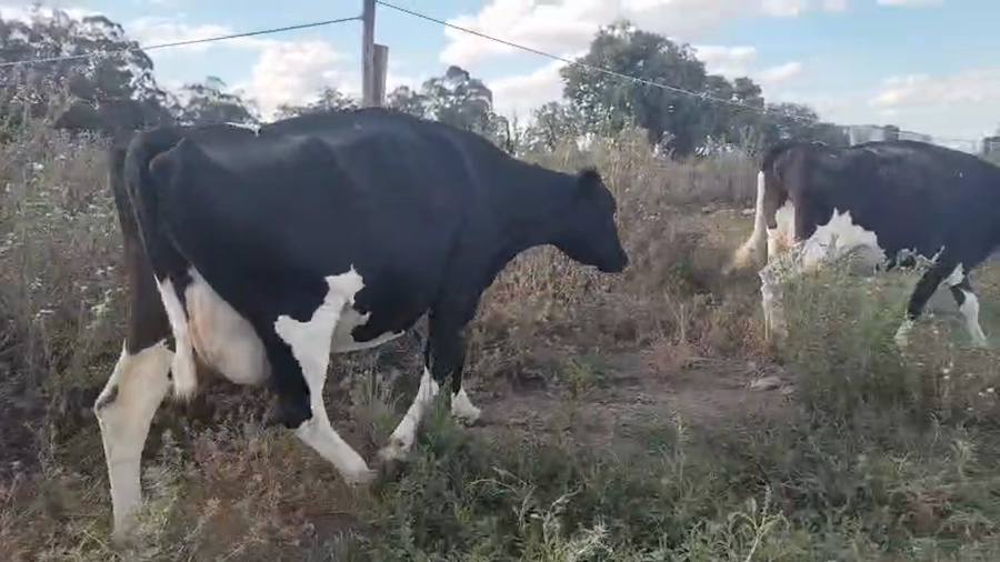 Lote 3 Vacas de Invernada, San José