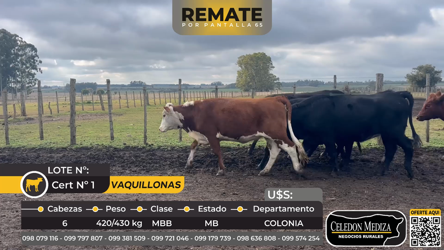 Lote 6 Vaquillonas  en Colonia